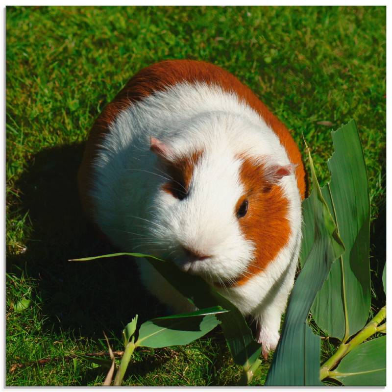 Artland Glasbild »Orange weisses Meerschweinchen«, Haustiere, (1 St.) von Artland