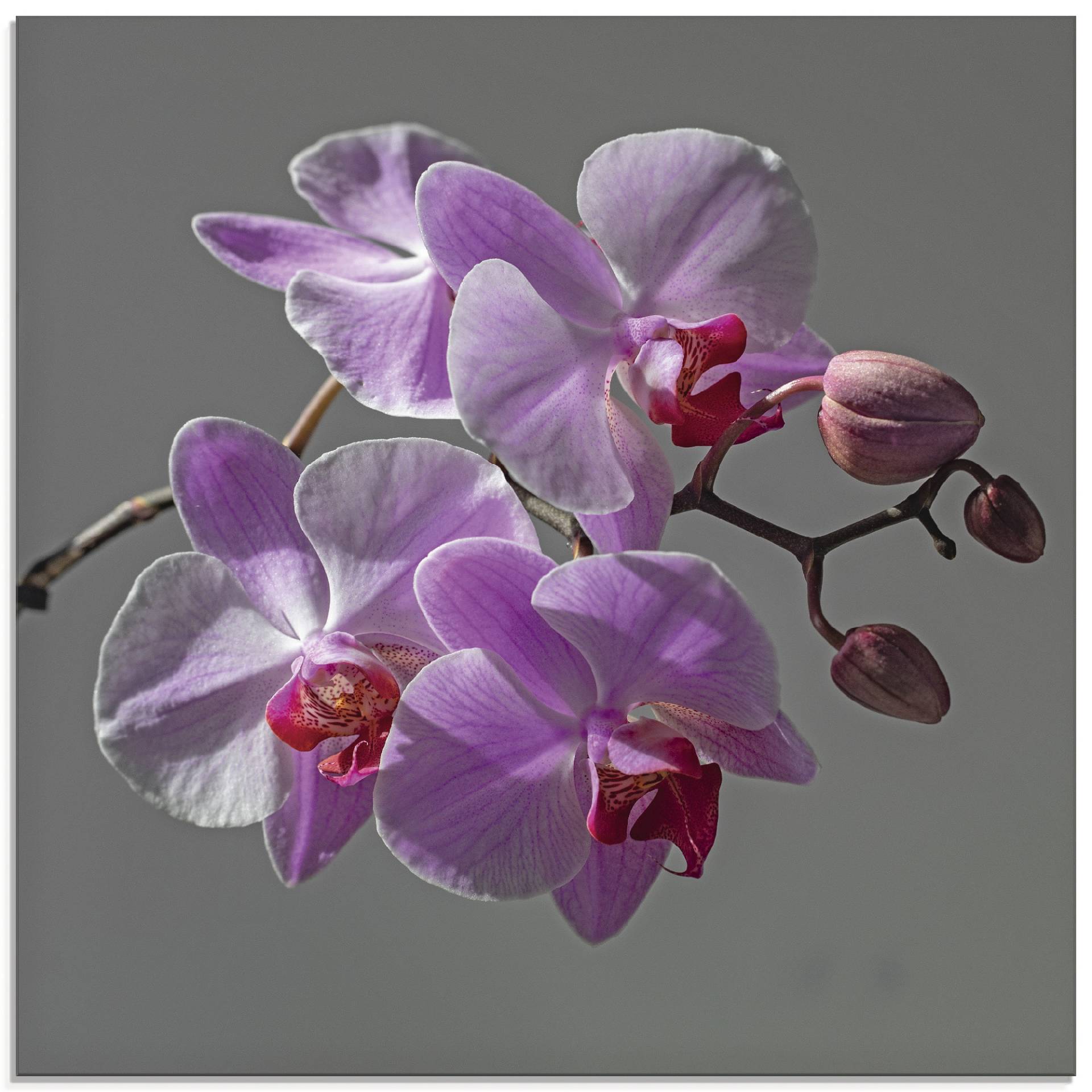 Artland Glasbild »Orchideentraum«, Blumen, (1 St.) von Artland