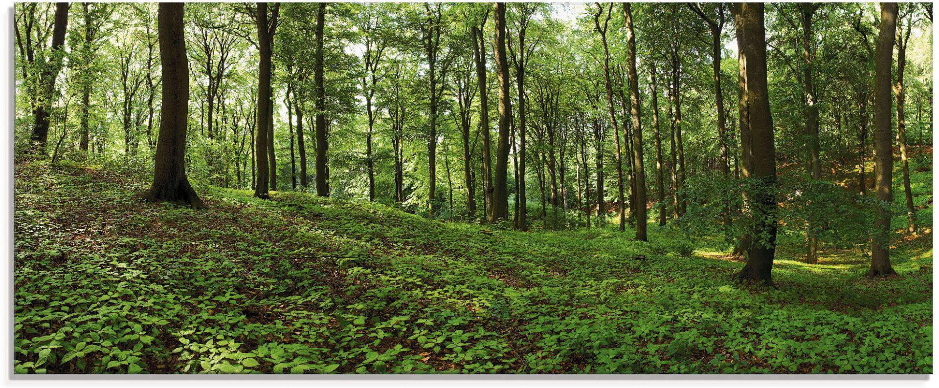 Artland Glasbild »Panorama von einem grünen Sommerwald«, Wald, (1 St.) von Artland