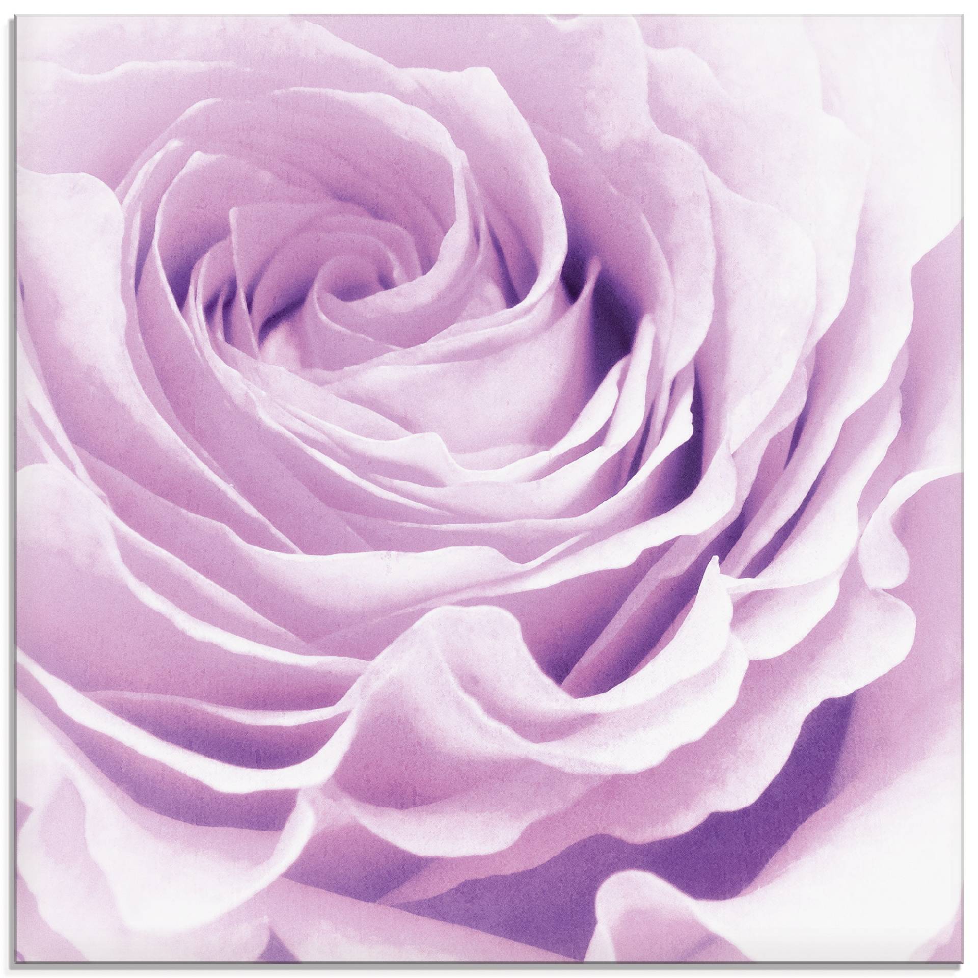 Artland Glasbild »Pastell Rose«, Blumen, (1 St.) von Artland