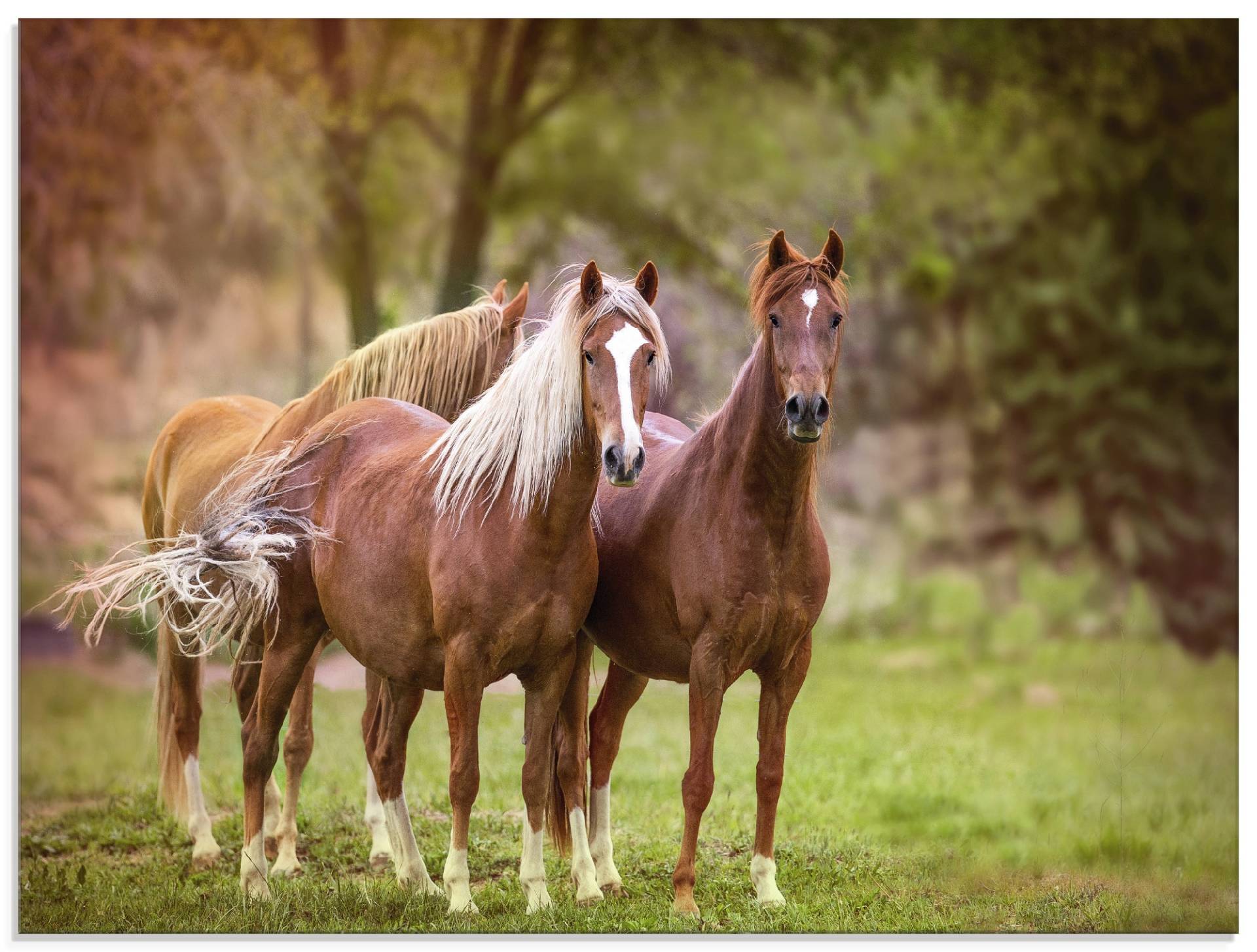 Artland Glasbild »Pferde in den Feldern I«, Haustiere, (1 St.) von Artland