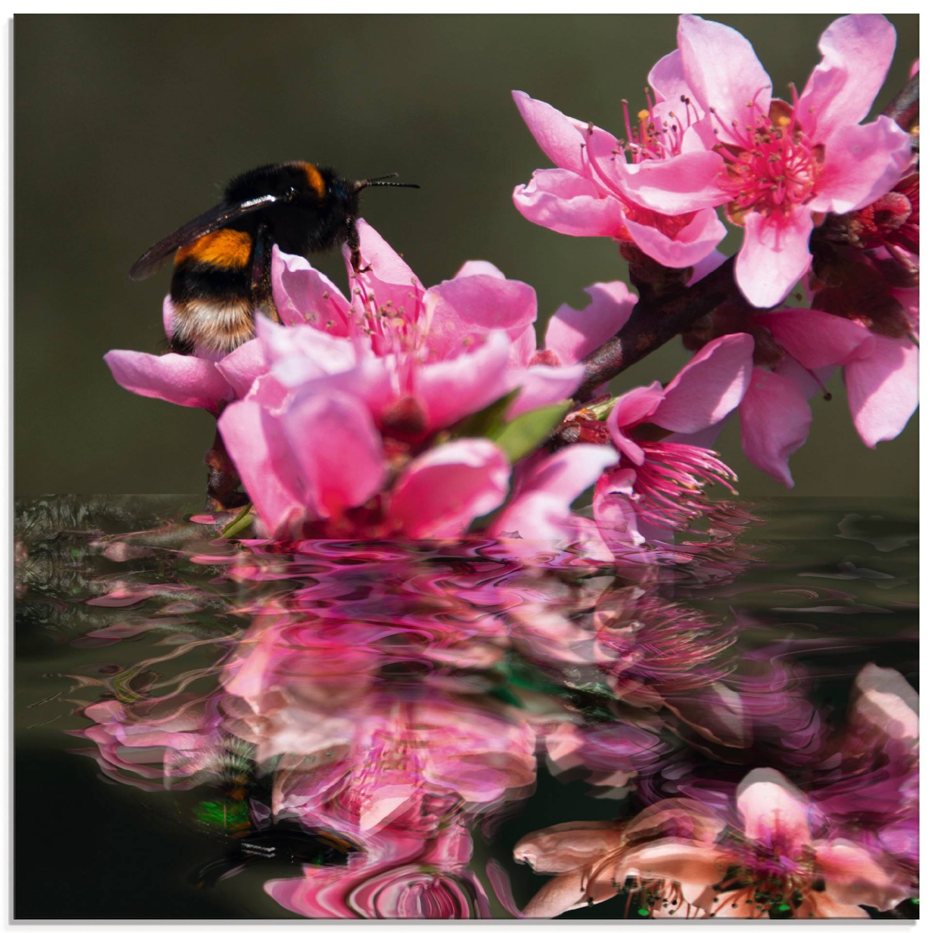 Artland Glasbild »Pfirsichblüte mit Hummel«, Blumen, (1 St.) von Artland