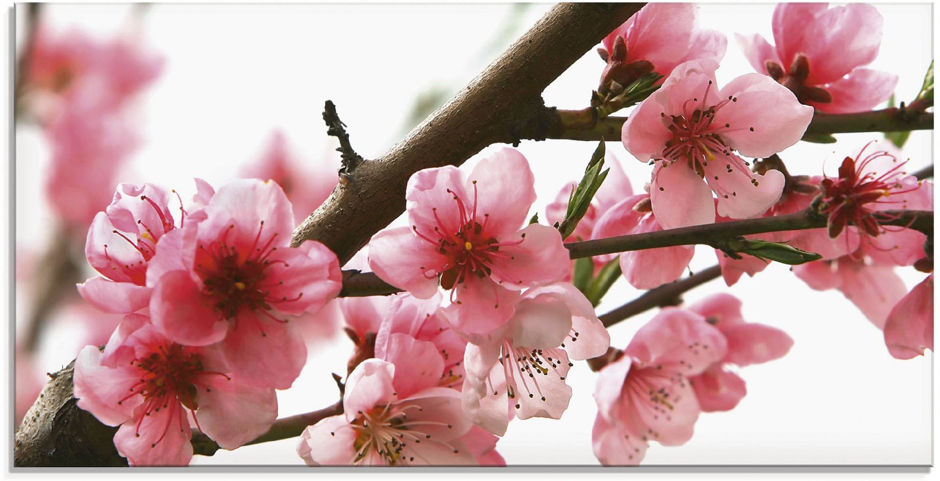 Artland Glasbild »Pfirsichblüten reflektieren im Wasser«, Blumen, (1 St.) von Artland