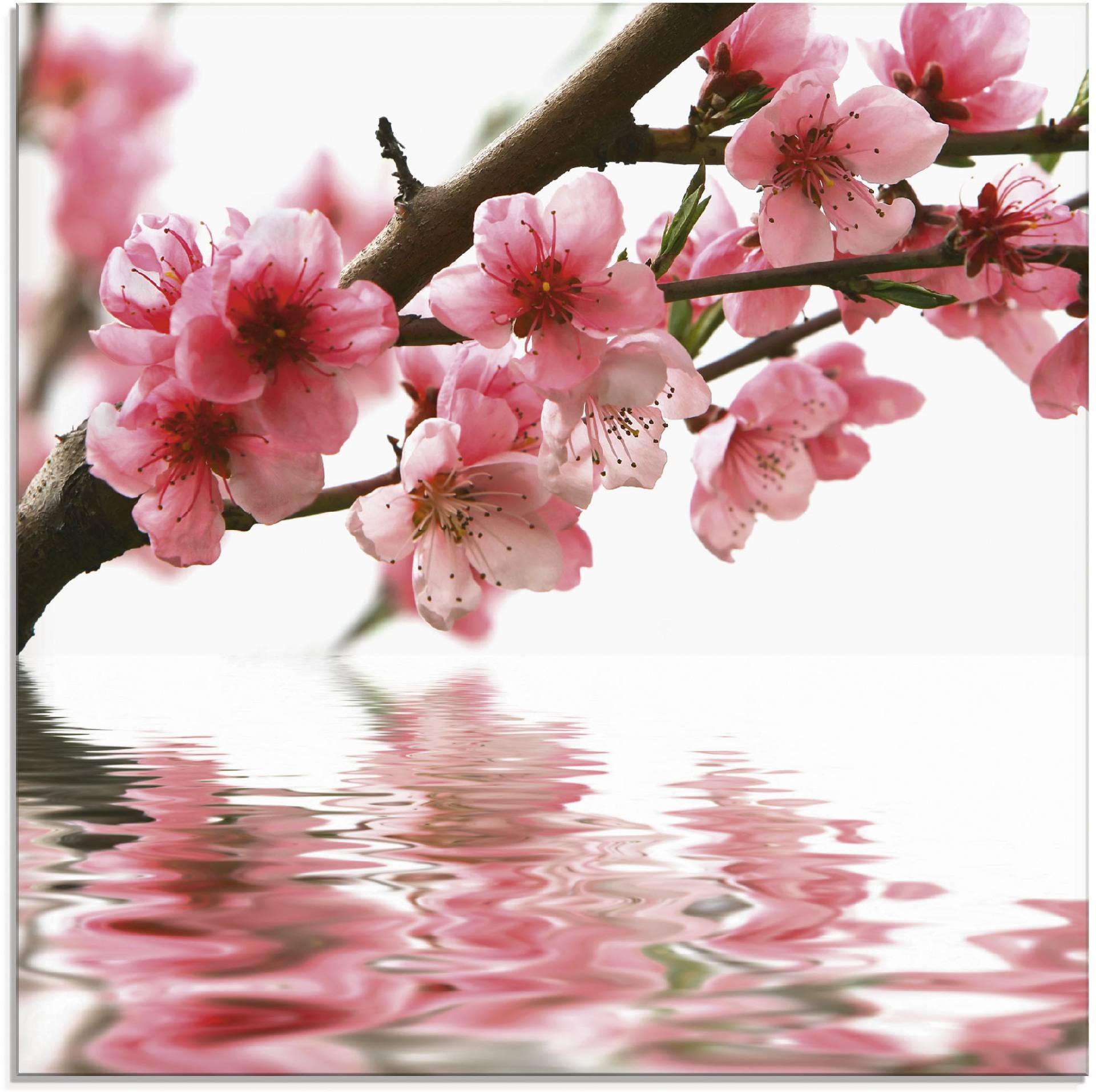 Artland Glasbild »Pfirsichblüten reflektieren im Wasser«, Blumen, (1 St.) von Artland