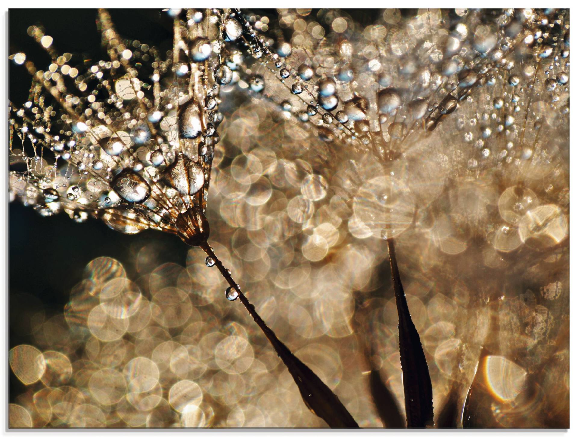 Artland Glasbild »Pusteblume Goldschimmer«, Blumen, (1 St.) von Artland