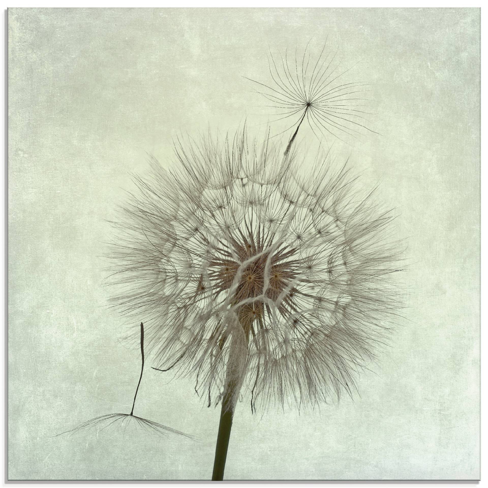 Artland Glasbild »Pusteblume II«, Blumen, (1 St.) von Artland