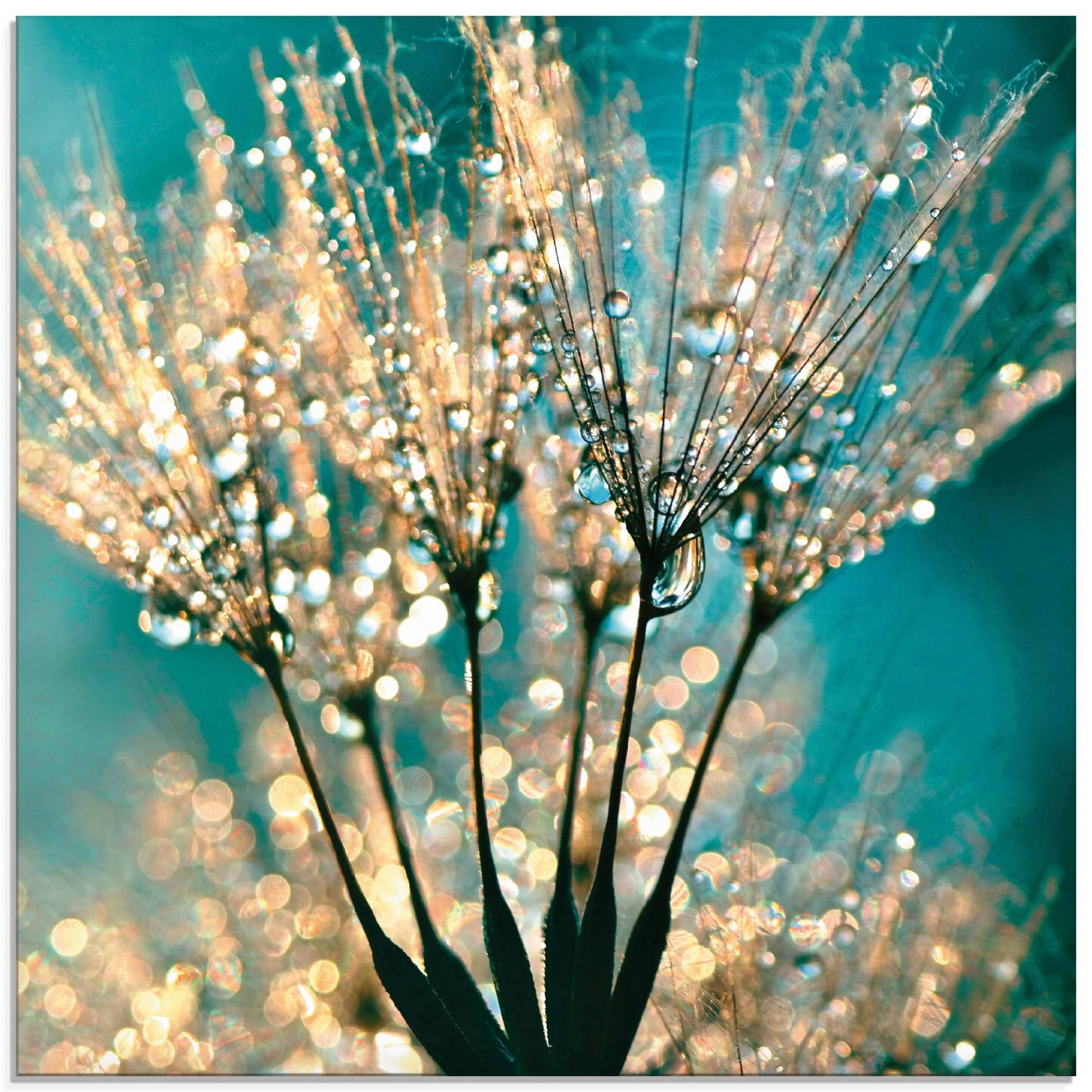Artland Glasbild »Pusteblume Schirmchen abstrakt«, Blumen, (1 St.), in verschiedenen Grössen Artland Glasbild »Pusteblume Schirmchen abstrakt«, Blumen, (1 St.), in verschiedenen Grössen von Artland