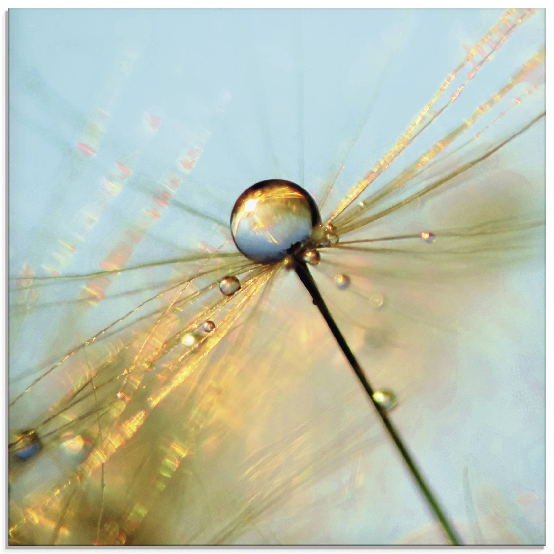 Artland Glasbild »Pusteblume Tautropfen II«, Blumen, (1 St.), in verschiedenen Grössen Artland Glasbild »Pusteblume Tautropfen II«, Blumen, (1 St.), in verschiedenen Grössen von Artland