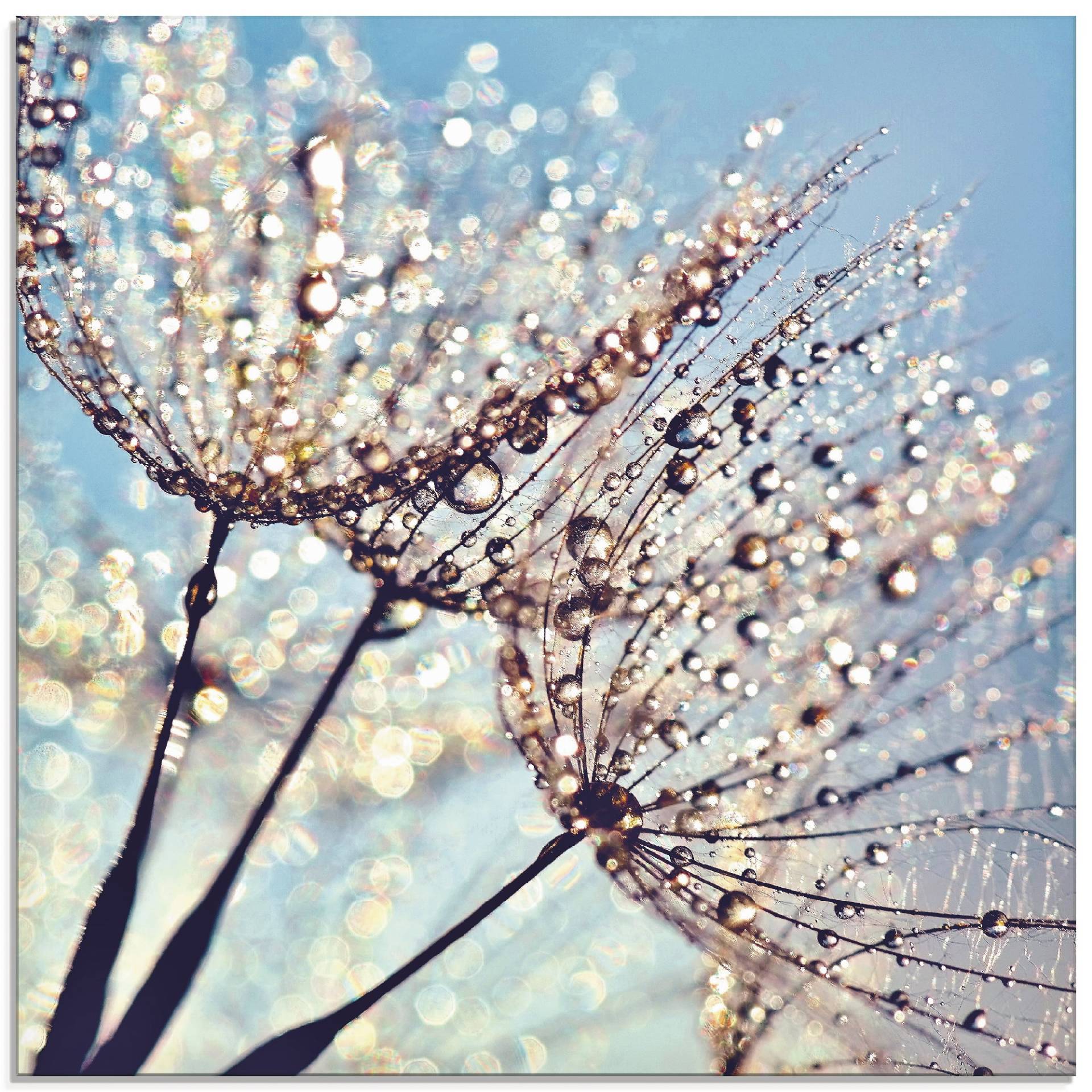 Artland Glasbild »Pusteblume Tröpfchenfänger«, Blumen, (1 St.) von Artland