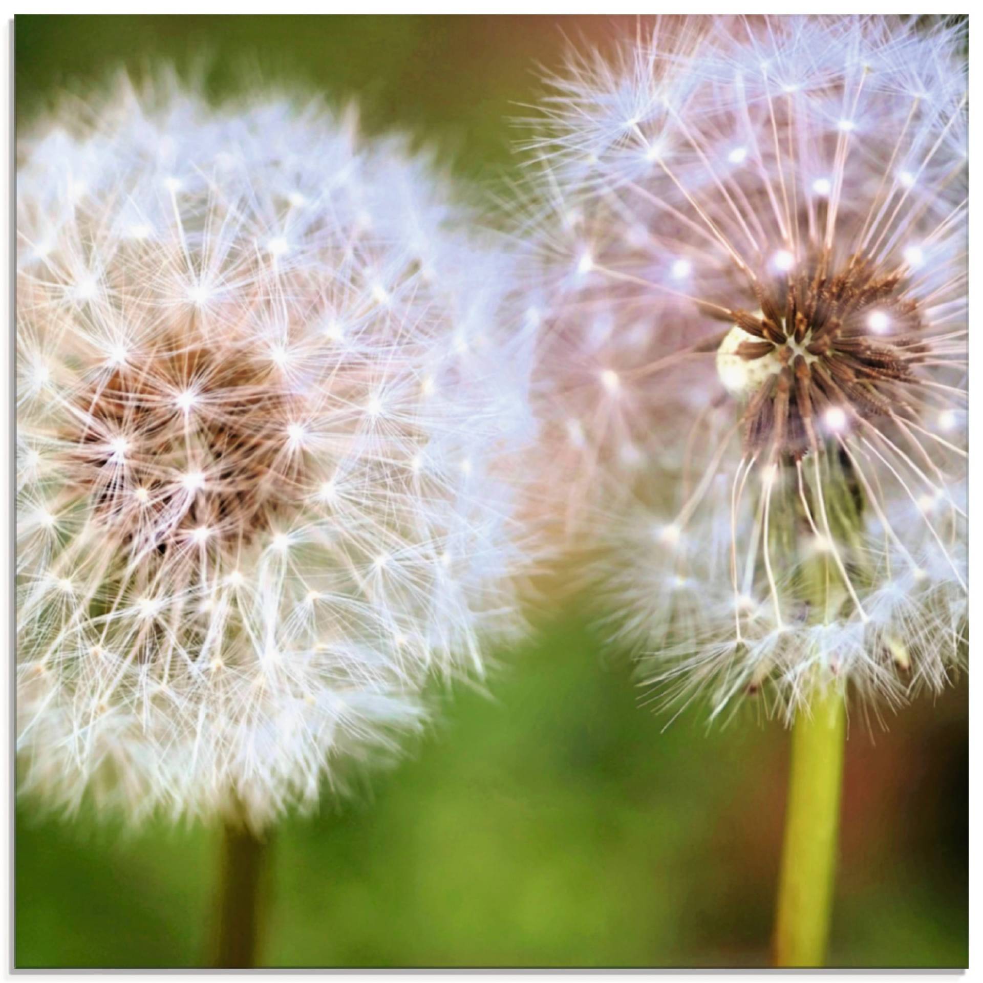 Artland Glasbild »Pusteblume Zweisamkeit«, Blumen, (1 St.) von Artland