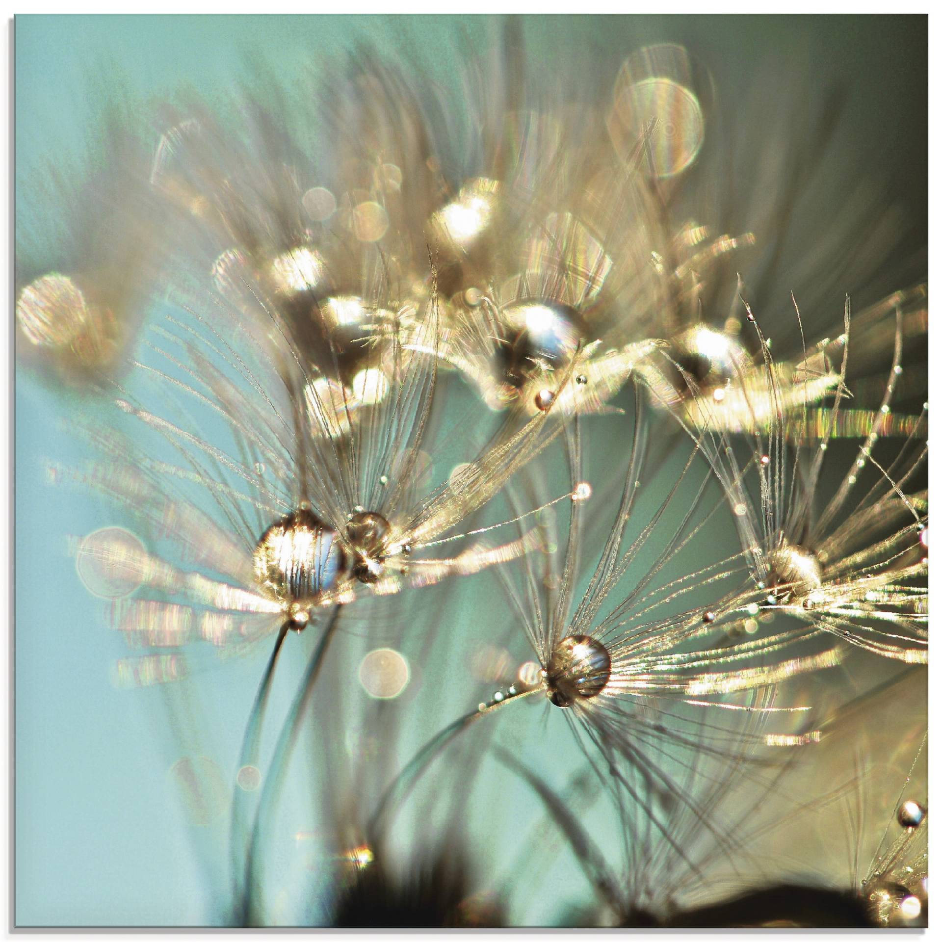 Artland Glasbild »Pusteblume glänzendes Gold«, Blumen, (1 St.), in verschiedenen Grössen Artland Glasbild »Pusteblume glänzendes Gold«, Blumen, (1 St.), in verschiedenen Grössen von Artland