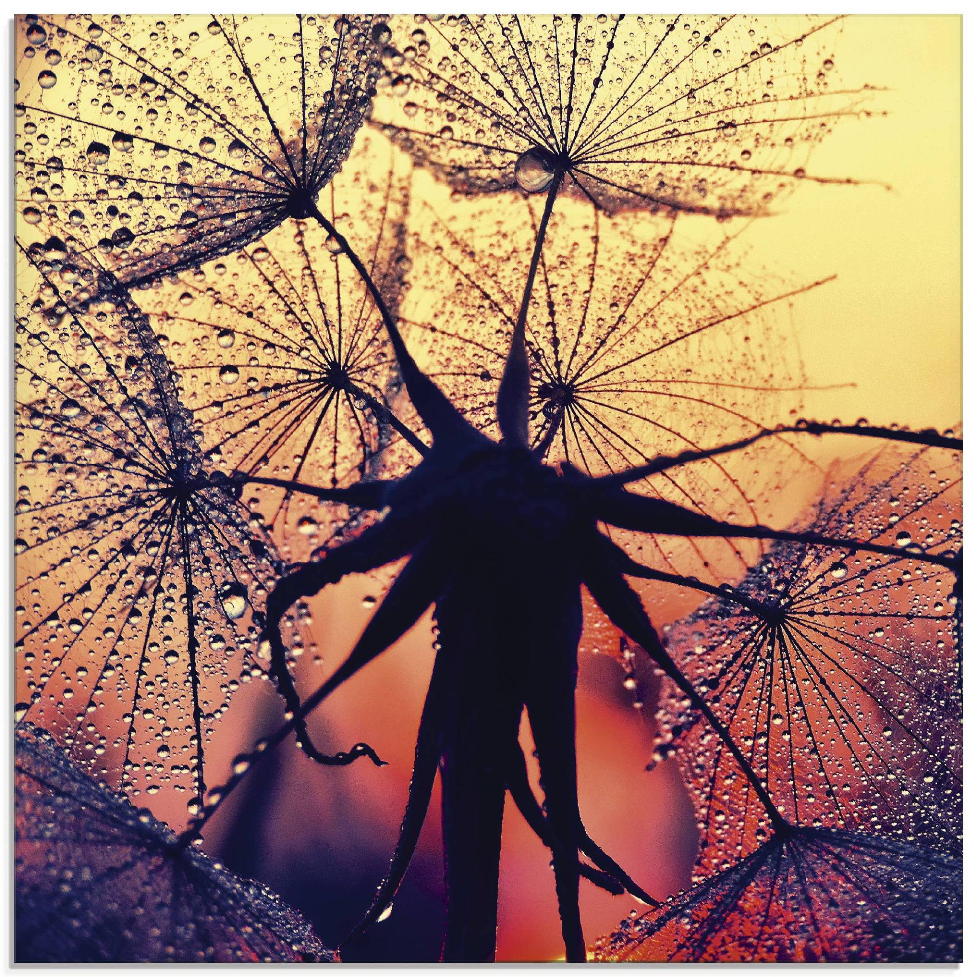 Artland Glasbild »Pusteblume im Sonnenuntergang«, Blumen, (1 St.) von Artland