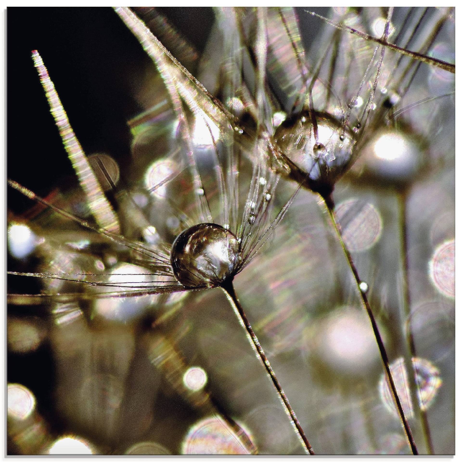 Artland Glasbild »Pusteblume mit Wasserperlen«, Blumen, (1 St.) von Artland