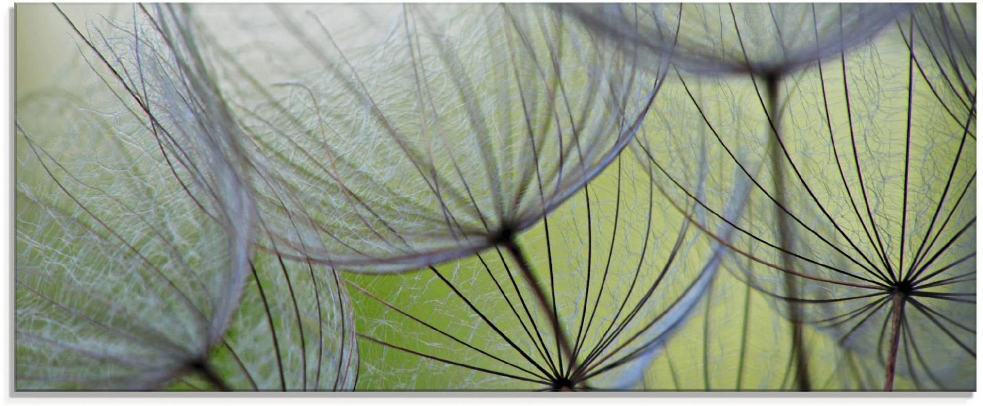 Artland Glasbild »Pusteblumen-Samen II«, Blumen, (1 St.) von Artland