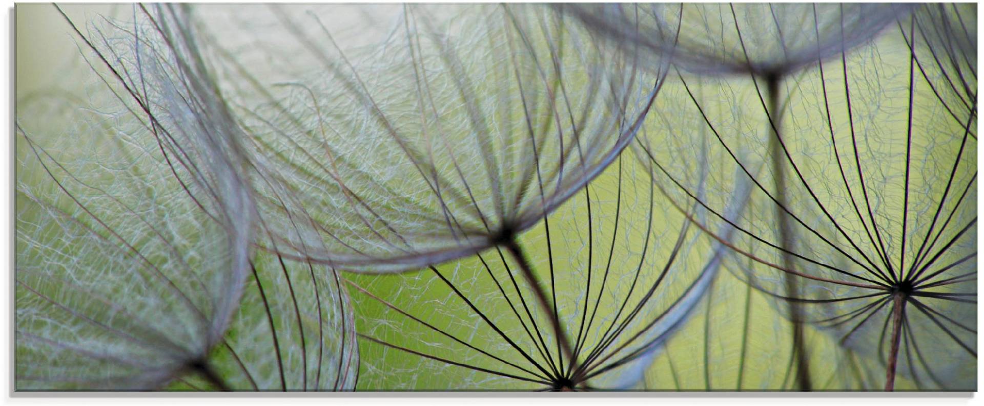 Artland Glasbild »Pusteblumen-Samen II«, Blumen, (1 St.), in verschiedenen Grössen Artland Glasbild »Pusteblumen-Samen II«, Blumen, (1 St.), in verschiedenen Grössen von Artland