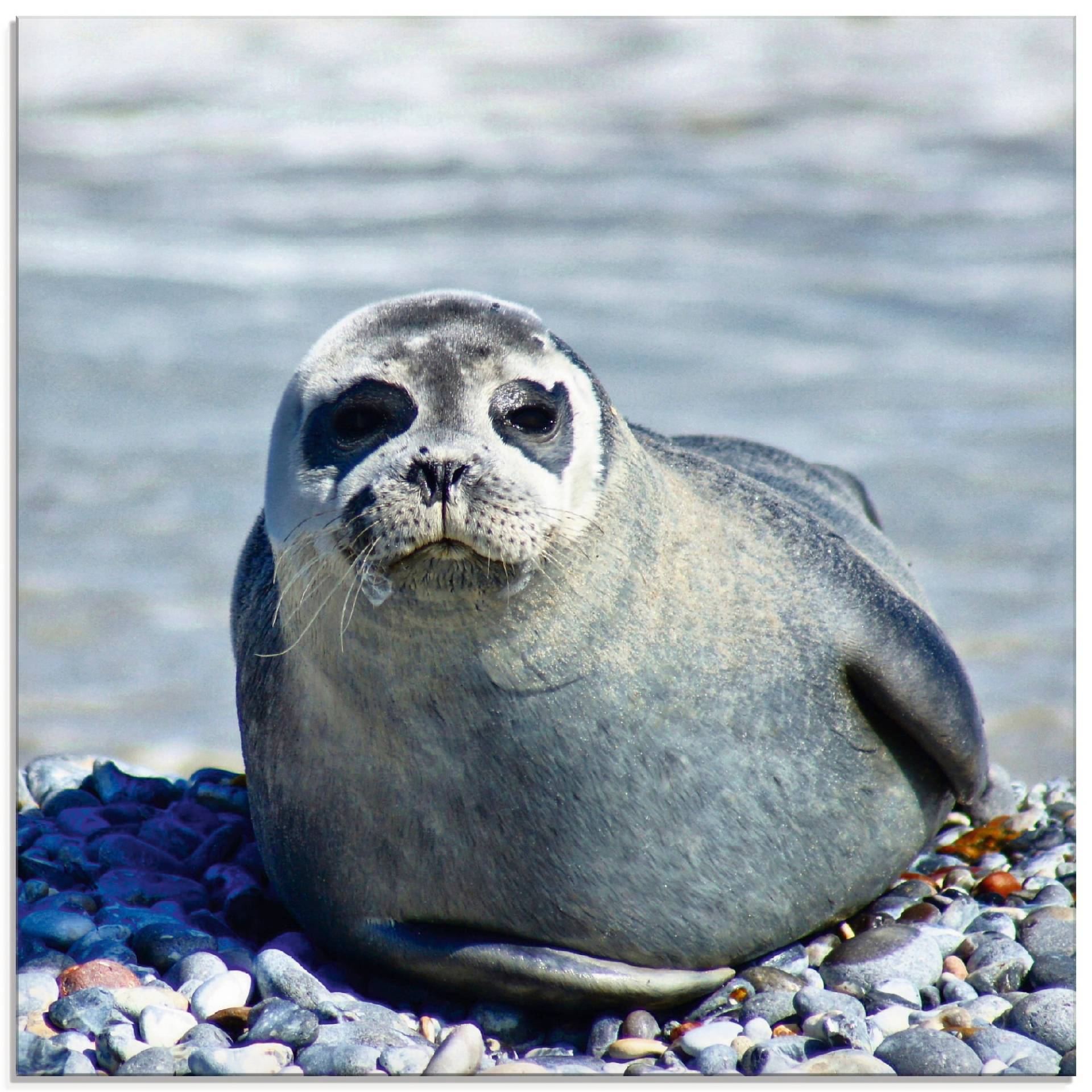 Artland Glasbild »Robbe am Strand von Helgoland«, Wassertiere, (1 St.), in verschiedenen Grössen Artland Glasbild »Robbe am Strand von Helgoland«, Wassertiere, (1 St.), in verschiedenen Grössen von Artland