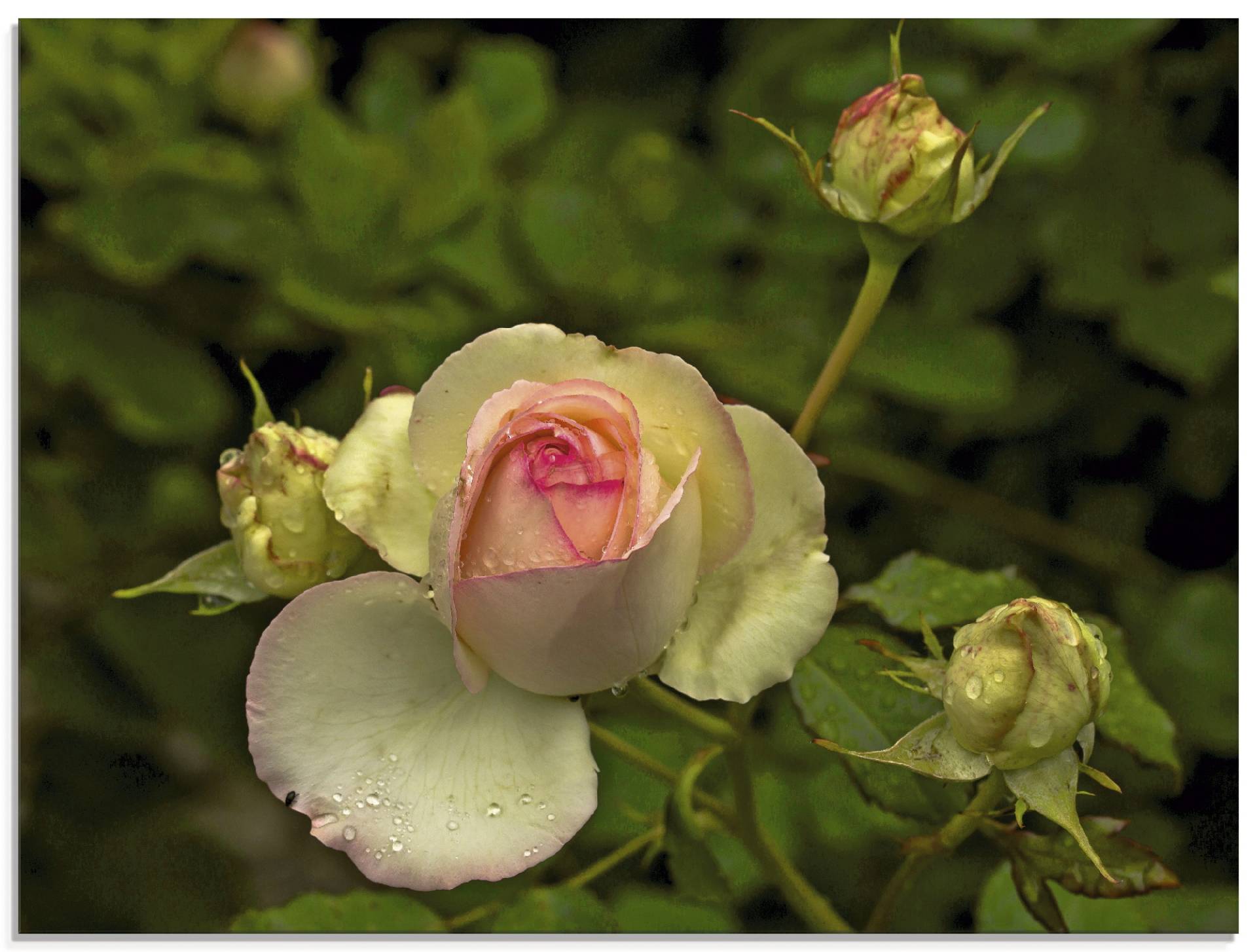Artland Glasbild »Rosa Rose«, Blumen, (1 St.), in verschiedenen Grössen Artland Glasbild »Rosa Rose«, Blumen, (1 St.), in verschiedenen Grössen von Artland