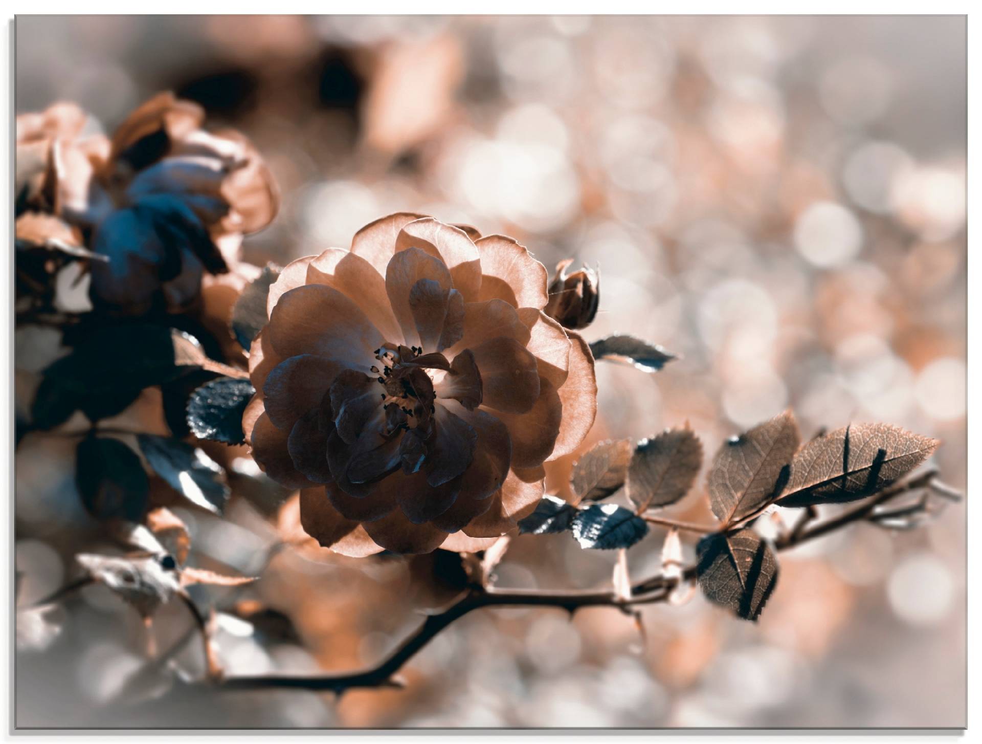Artland Glasbild »Rose Zweig«, Blumen, (1 St.) von Artland