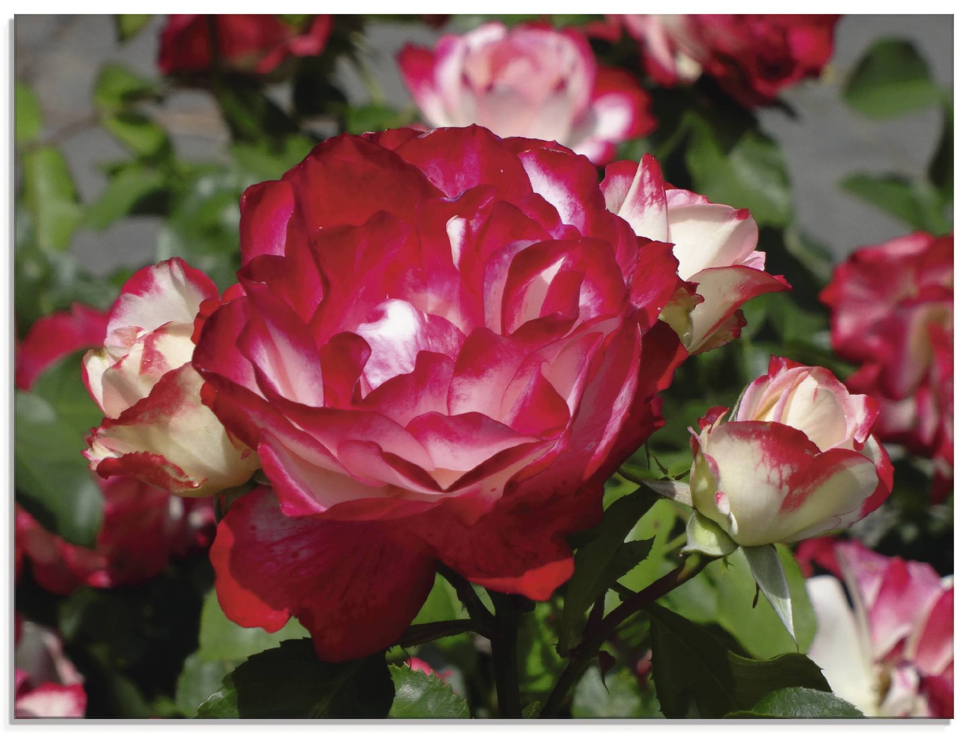Artland Glasbild »Rot weisse Rosenblüte«, Blumen, (1 St.) von Artland