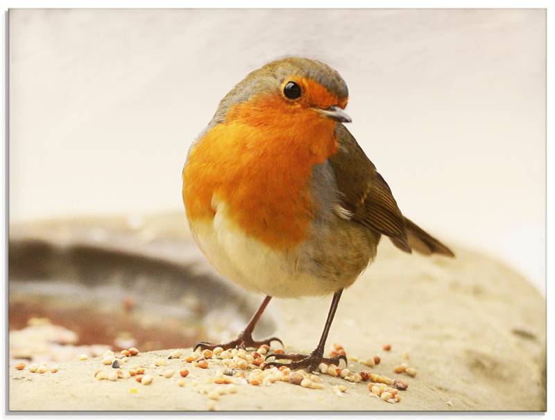 Artland Glasbild »Rotkehlchen«, Vögel, (1 St.), in verschiedenen Grössen von Artland