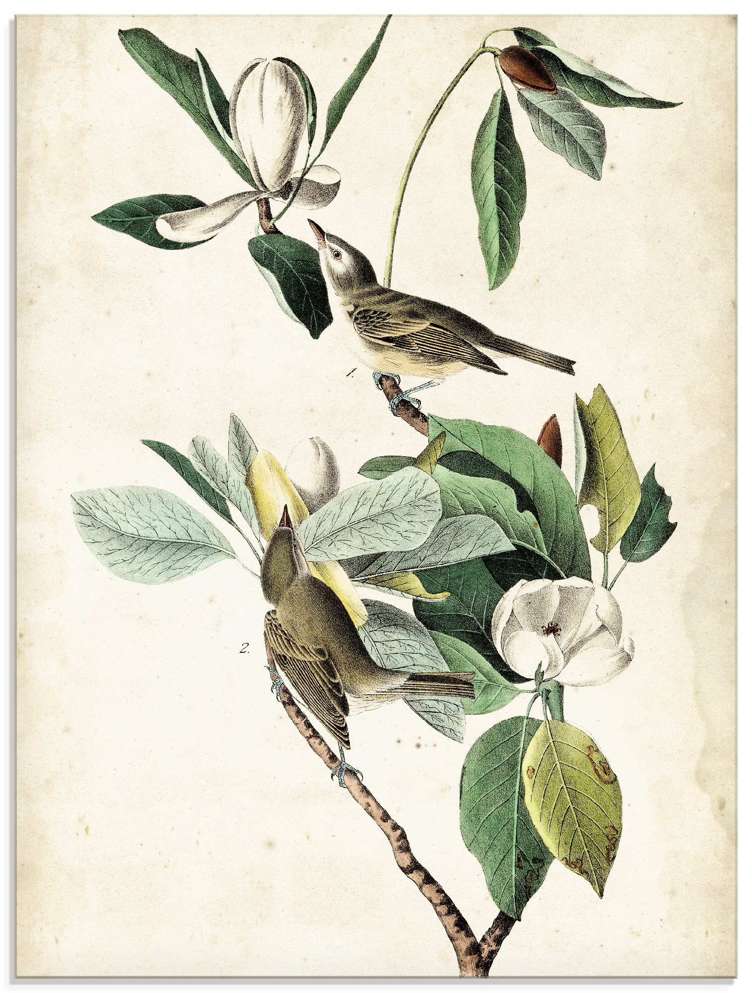 Artland Glasbild »Sängervireo«, Vögel, (1 St.) von Artland