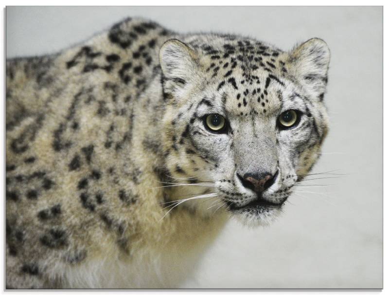 Artland Glasbild »Schneeleopard«, Wildtiere, (1 St.) von Artland