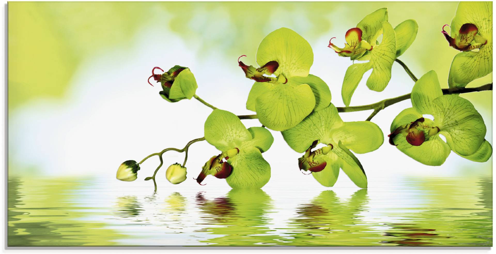 Artland Glasbild »Schöne Orchidee mit grünem Hintergrund«, Blumen, (1 St.) von Artland