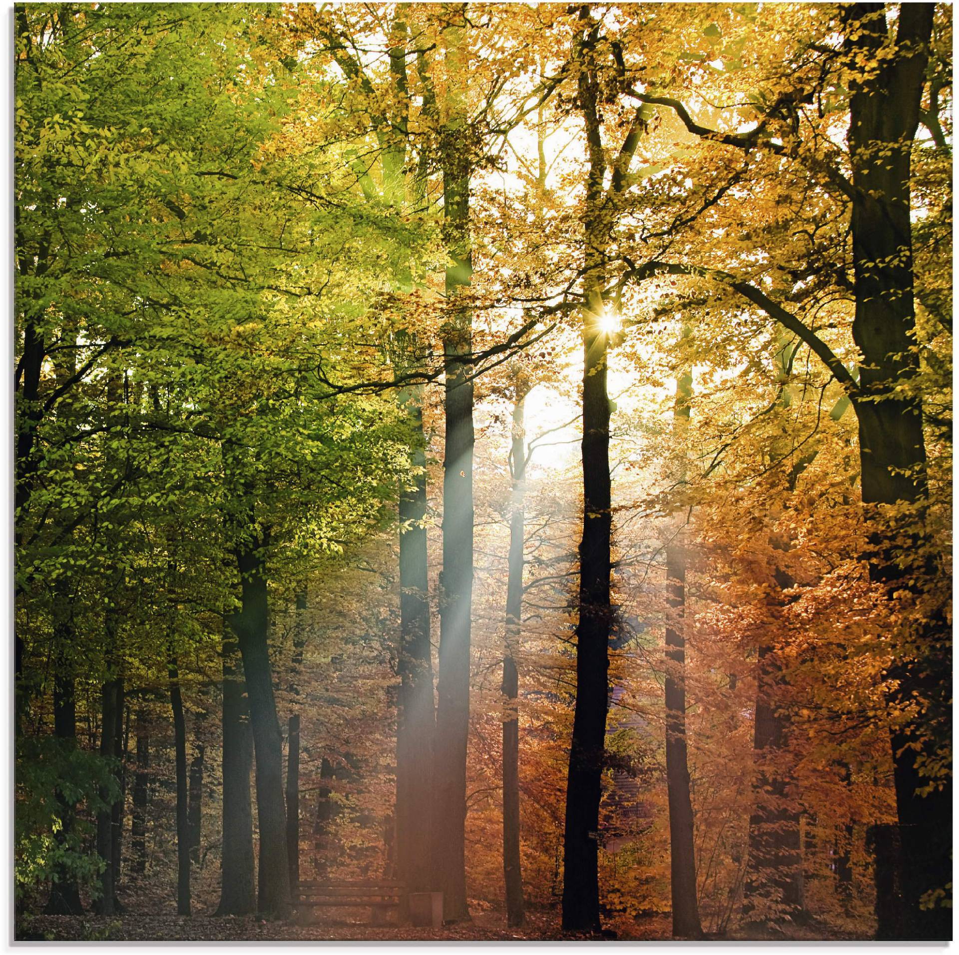 Artland Glasbild »Schöner Herbsttag 2«, Wald, (1 St.), in verschiedenen Grössen Artland Glasbild »Schöner Herbsttag 2«, Wald, (1 St.), in verschiedenen Grössen von Artland