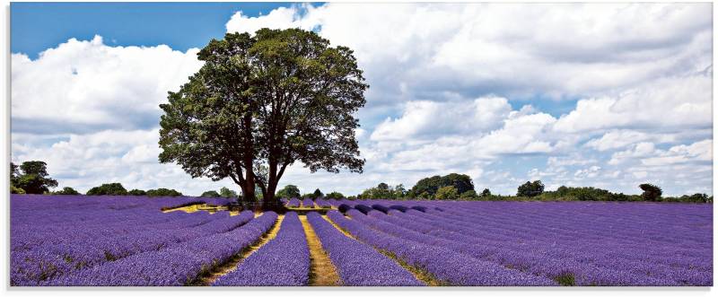 Artland Glasbild »Schönes Lavendelfeld im Sommer«, Felder, (1 St.), in verschiedenen Grössen von Artland