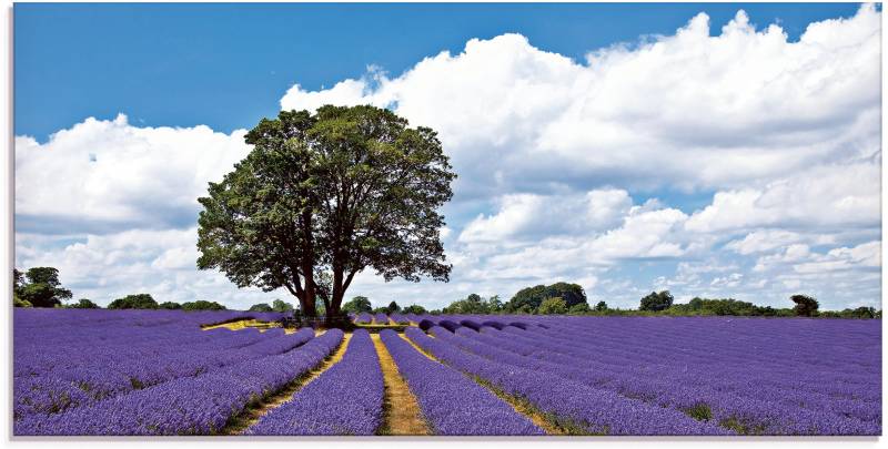 Artland Glasbild »Schönes Lavendelfeld im Sommer«, Felder, (1 St.), in verschiedenen Grössen von Artland