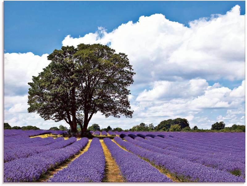 Artland Glasbild »Schönes Lavendelfeld im Sommer«, Felder, (1 St.), in verschiedenen Grössen von Artland