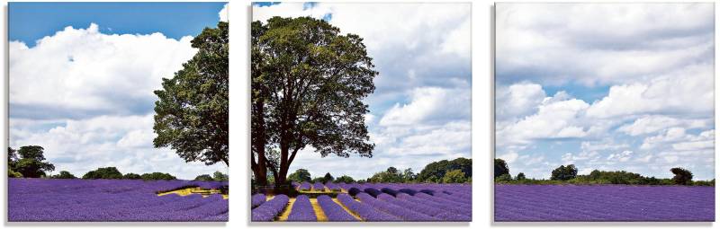 Artland Glasbild »Schönes Lavendelfeld im Sommer«, Felder, (3 St.), in verschiedenen Grössen von Artland
