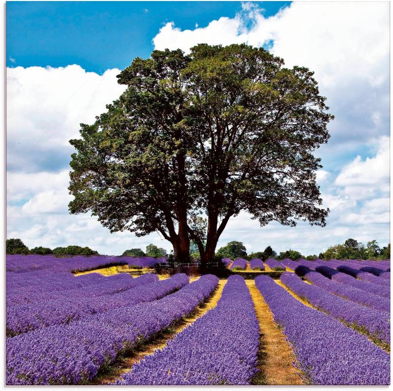 Artland Glasbild »Schönes Lavendelfeld im Sommer«, Felder, (1 St.) von Artland