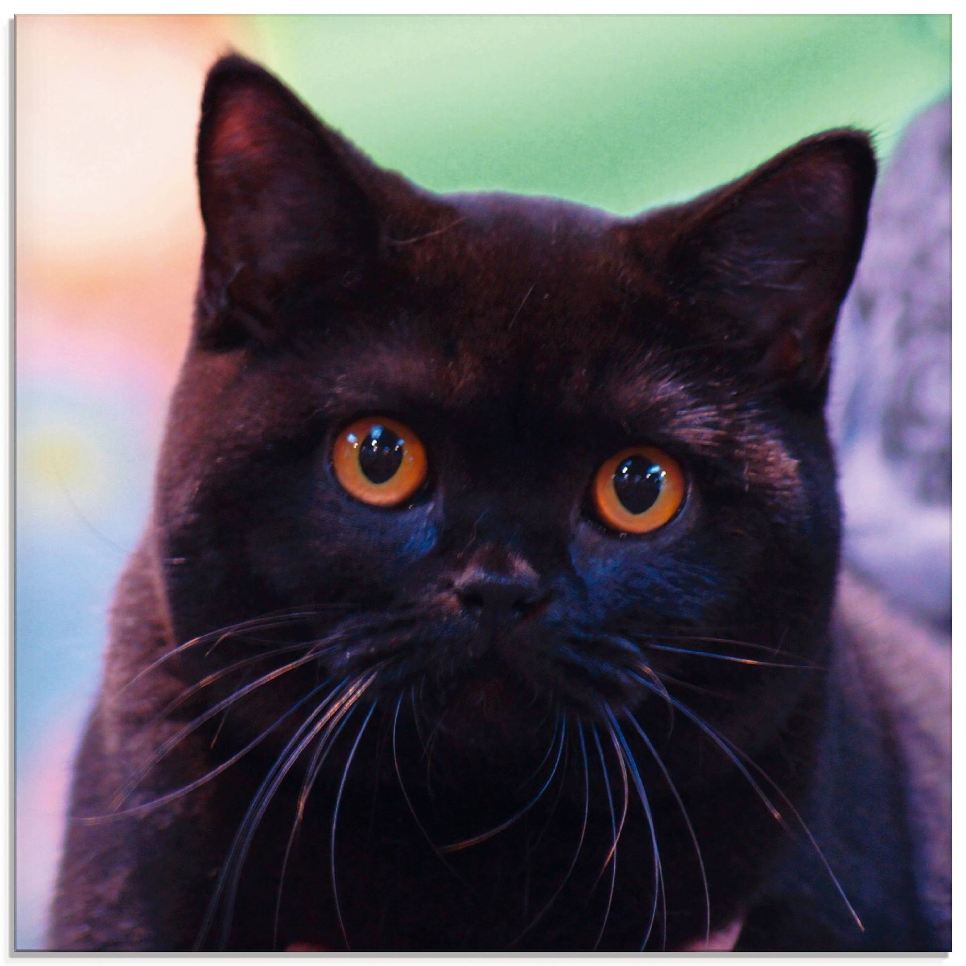 Artland Glasbild »Schwarze Britisch Kurzhaarkatze«, Haustiere, (1 St.), in verschiedenen Grössen Artland Glasbild »Schwarze Britisch Kurzhaarkatze«, Haustiere, (1 St.), in verschiedenen Grössen von Artland