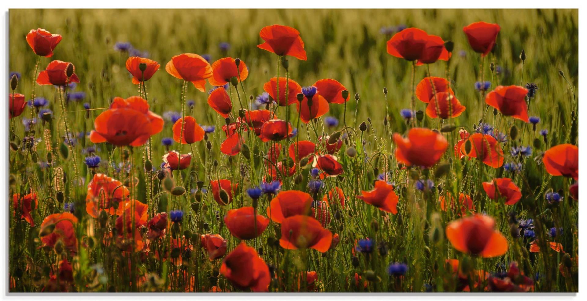 Artland Glasbild »Sommermohn«, Blumen, (1 St.) von Artland