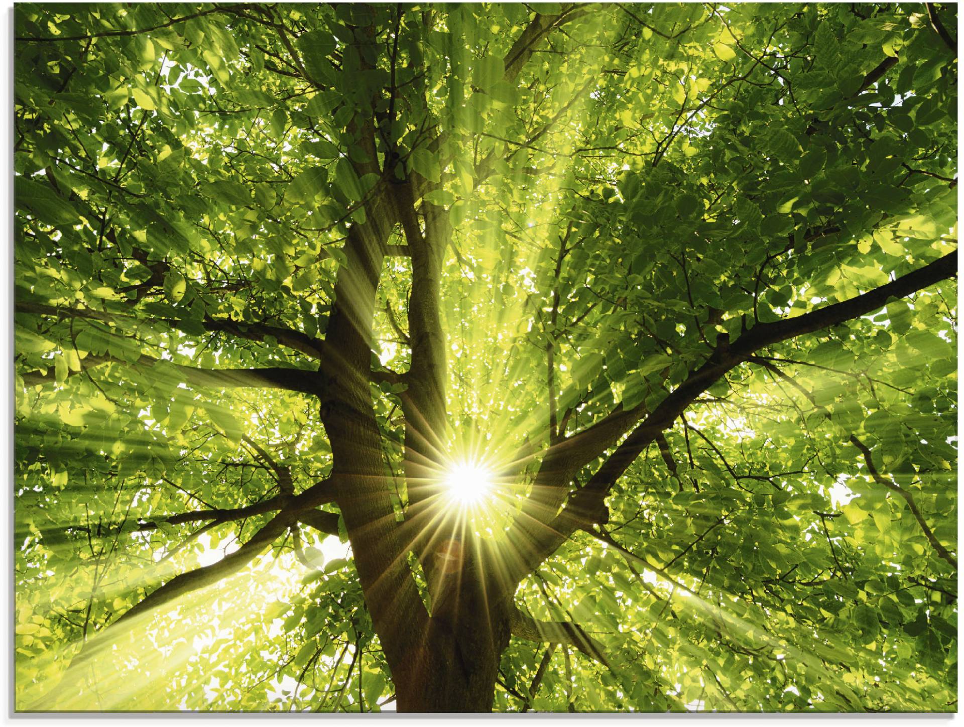 Artland Glasbild »Sonne strahlt explosiv durch den Baum«, Bäume, (1 St.), in verschiedenen Grössen Artland Glasbild »Sonne strahlt explosiv durch den Baum«, Bäume, (1 St.), in verschiedenen Grössen von Artland