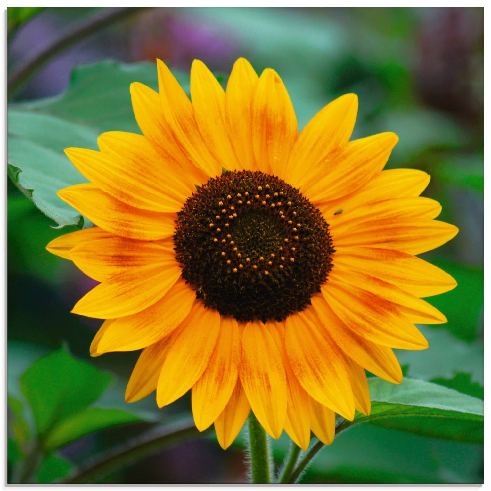 Artland Glasbild »Sonnenblume«, Blumen, (1 St.) von Artland