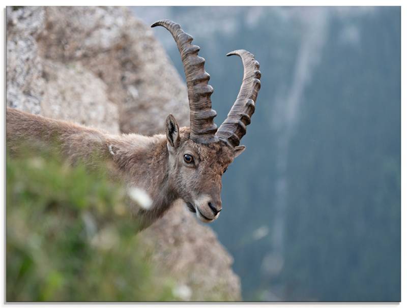 Artland Glasbild »Steinbock«, Wildtiere, (1 St.), in verschiedenen Grössen von Artland