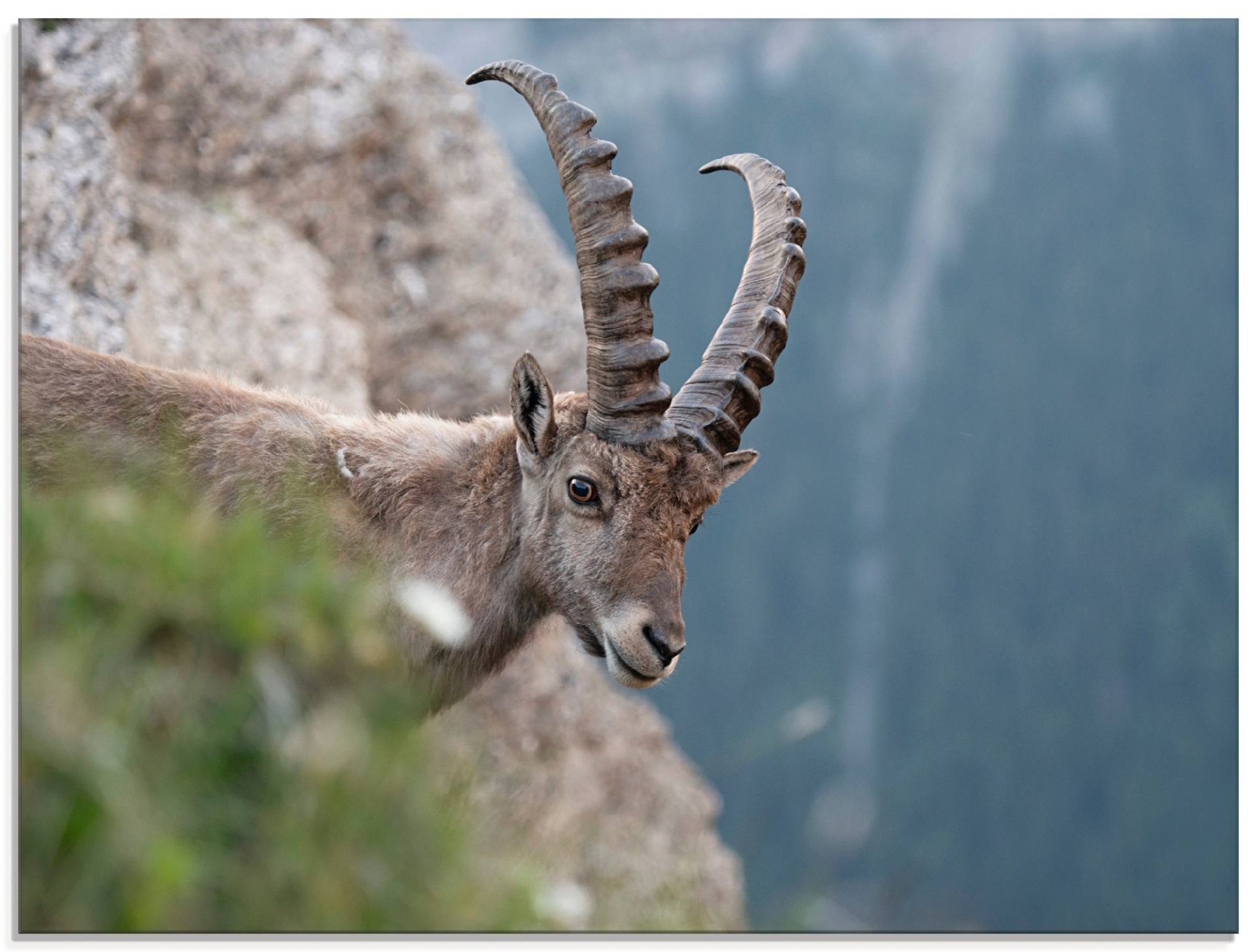 Artland Glasbild »Steinbock«, Wildtiere, (1 St.), in verschiedenen Grössen Artland Glasbild »Steinbock«, Wildtiere, (1 St.), in verschiedenen Grössen von Artland