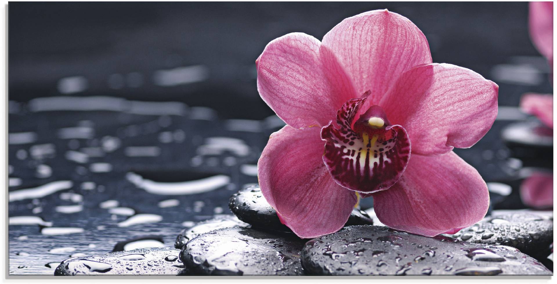 Artland Glasbild »Stillleben mit Kiesel und einer Orchidee«, Blumen, (1 St.), in verschiedenen Grössen Artland Glasbild »Stillleben mit Kiesel und einer Orchidee«, Blumen, (1 St.), in verschiedenen Grössen von Artland