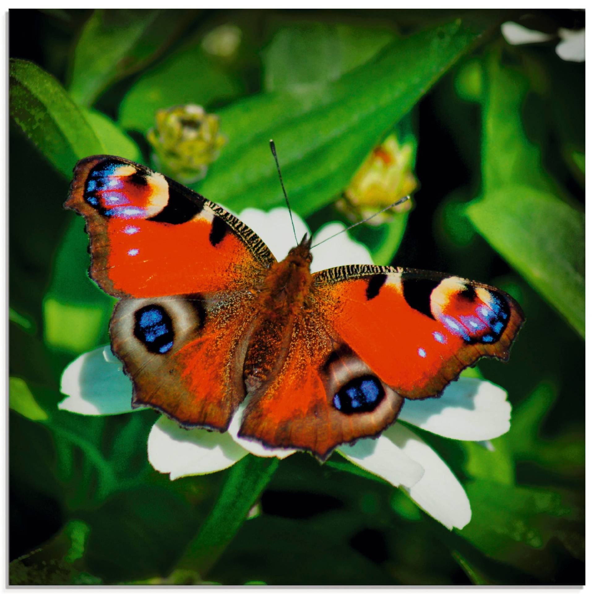 Artland Glasbild »Tagpfauenauge«, Insekten, (1 St.), in verschiedenen Grössen Artland Glasbild »Tagpfauenauge«, Insekten, (1 St.), in verschiedenen Grössen von Artland
