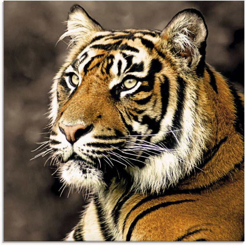 Artland Glasbild »Tiger_sepia«, Wildtiere, (1 St.) von Artland