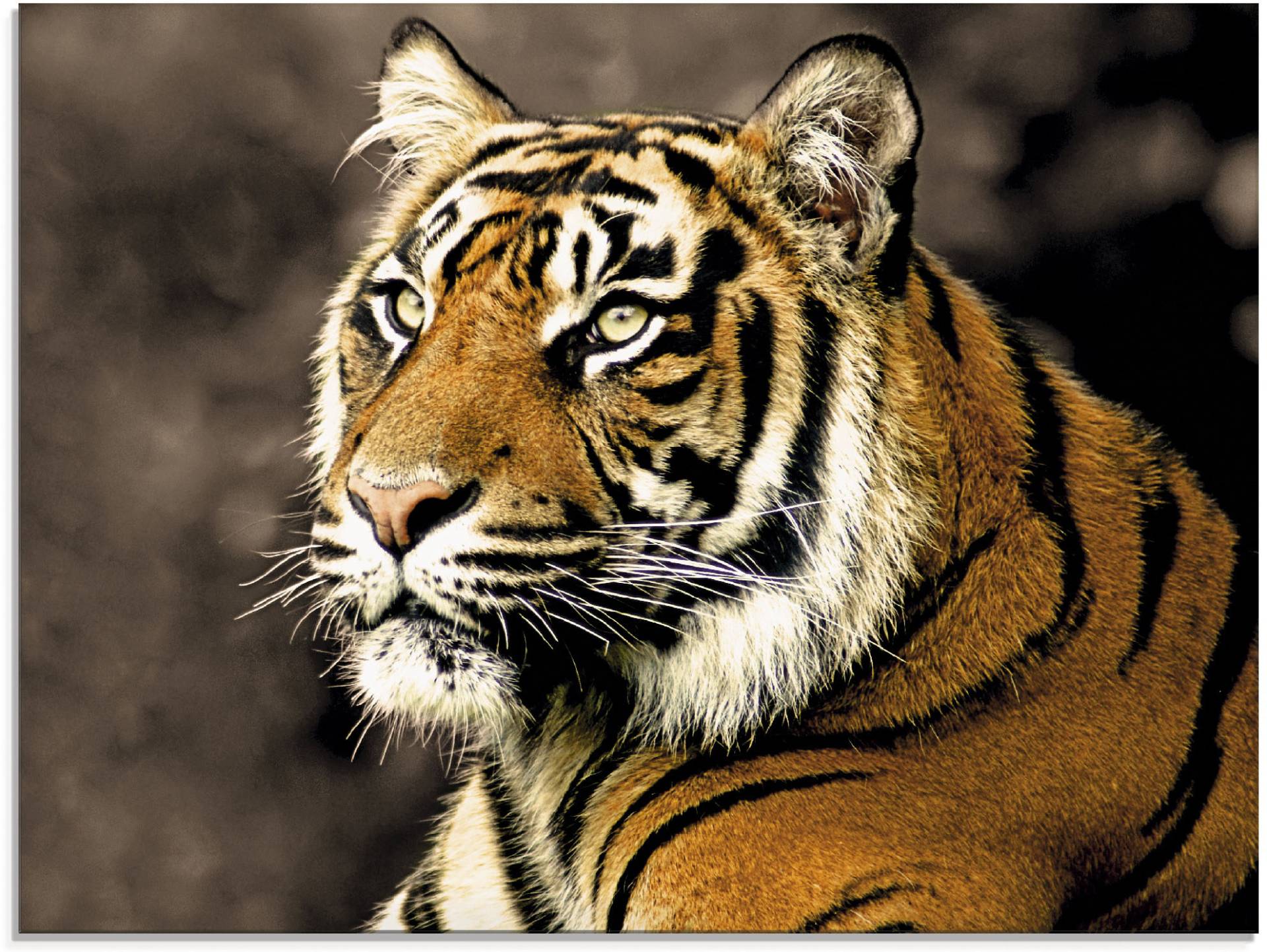 Artland Glasbild »Tiger_sepia«, Wildtiere, (1 St.) von Artland