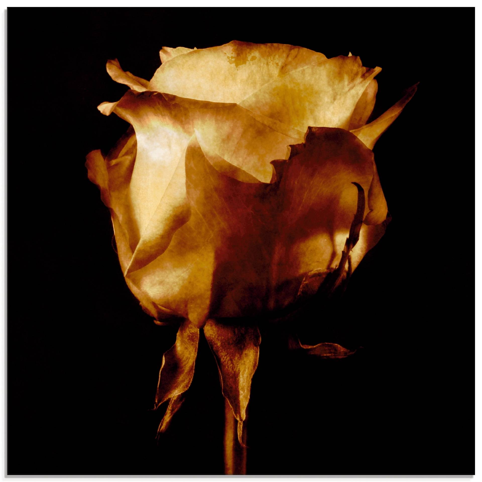 Artland Glasbild »Vergoldete Rose«, Blumen, (1 St.) von Artland