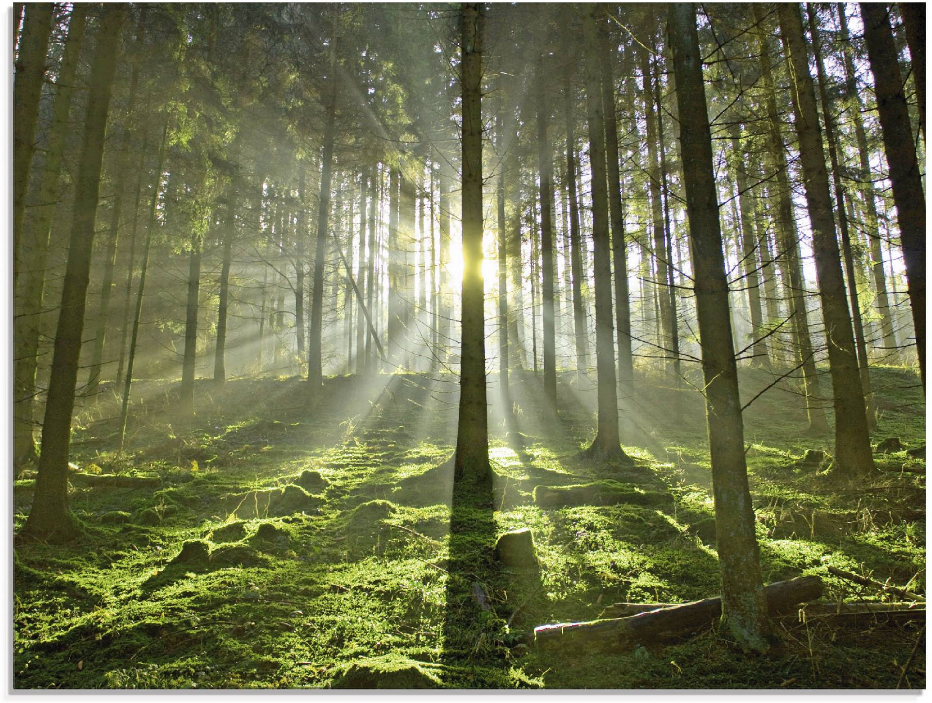 Artland Glasbild »Wald im Gegenlicht«, Wald, (1 St.), in verschiedenen Grössen Artland Glasbild »Wald im Gegenlicht«, Wald, (1 St.), in verschiedenen Grössen von Artland