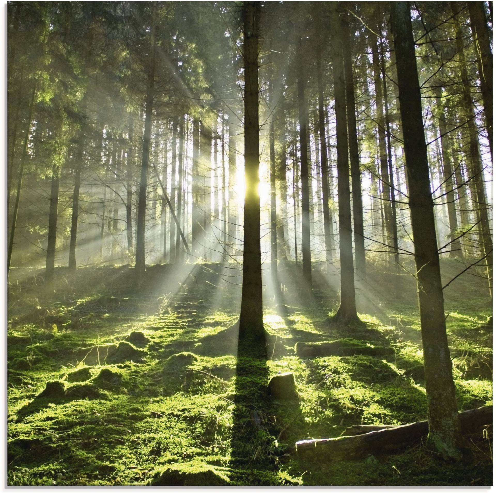 Artland Glasbild »Wald im Gegenlicht«, Wald, (1 St.) von Artland