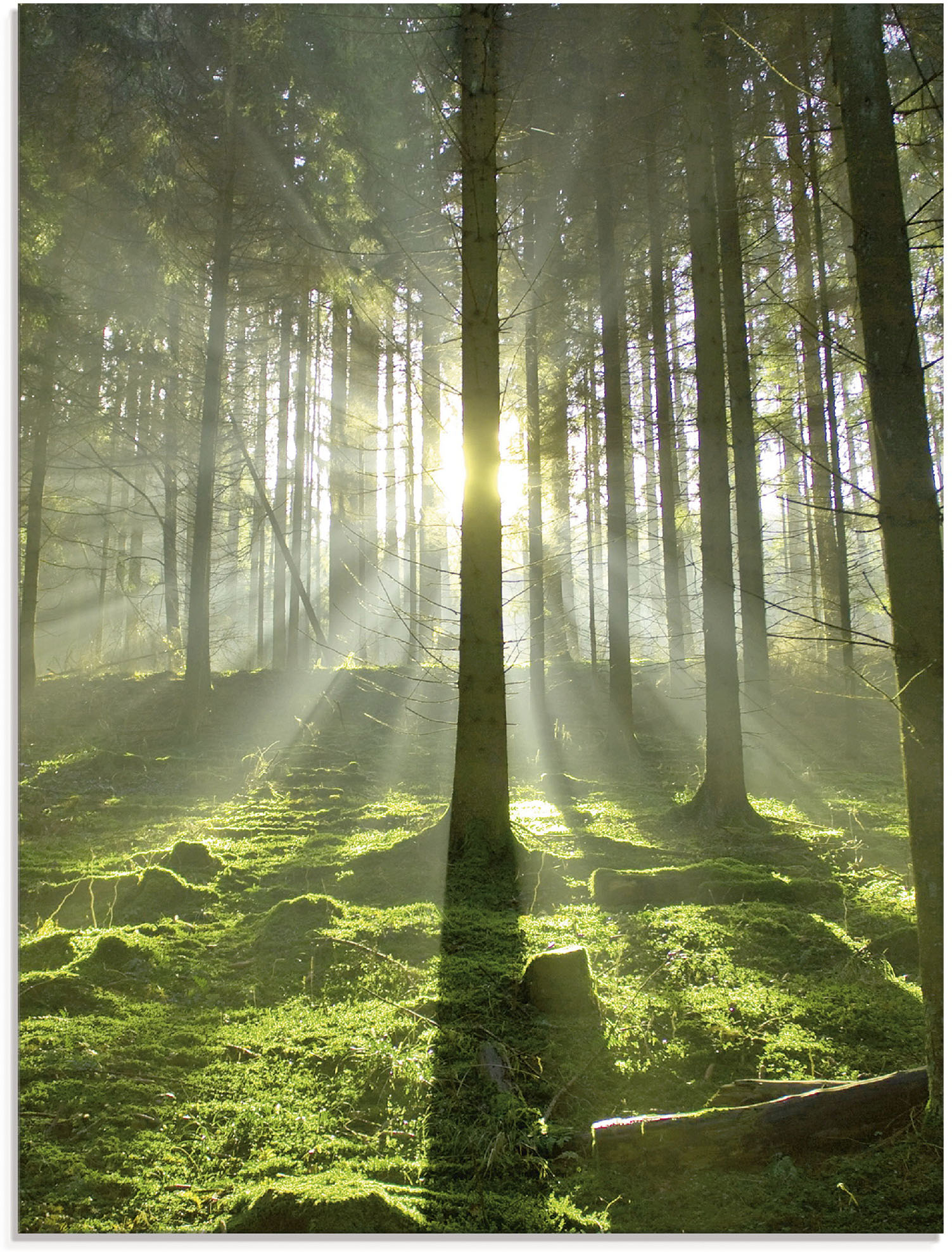 Artland Glasbild »Wald im Gegenlicht«, Wald, (1 St.), in verschiedenen Grössen Artland Glasbild »Wald im Gegenlicht«, Wald, (1 St.), in verschiedenen Grössen von Artland