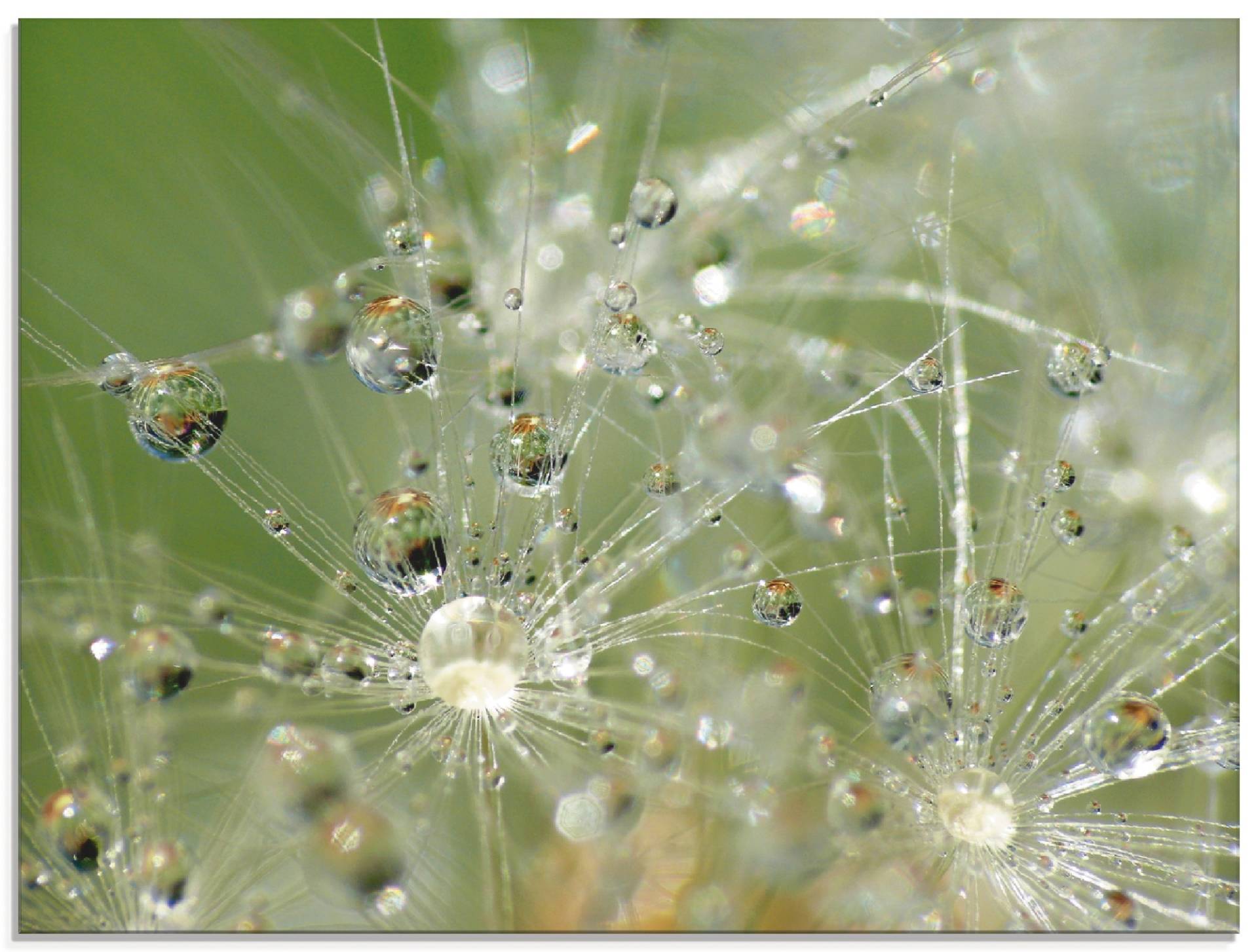 Artland Glasbild »Wassertropfen Pusteblume«, Blumen, (1 St.), in verschiedenen Grössen Artland Glasbild »Wassertropfen Pusteblume«, Blumen, (1 St.), in verschiedenen Grössen von Artland