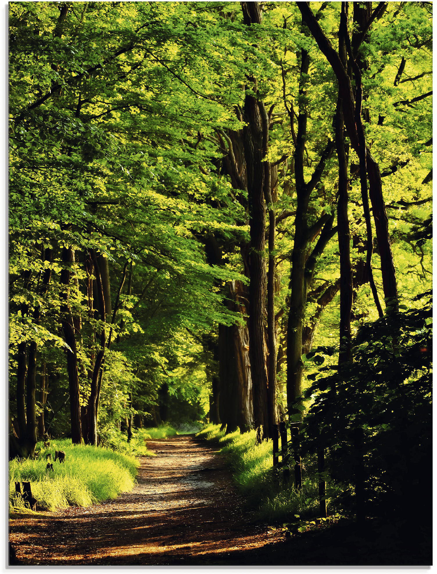 Artland Glasbild »Weg im Wald«, Wald, (1 St.) von Artland