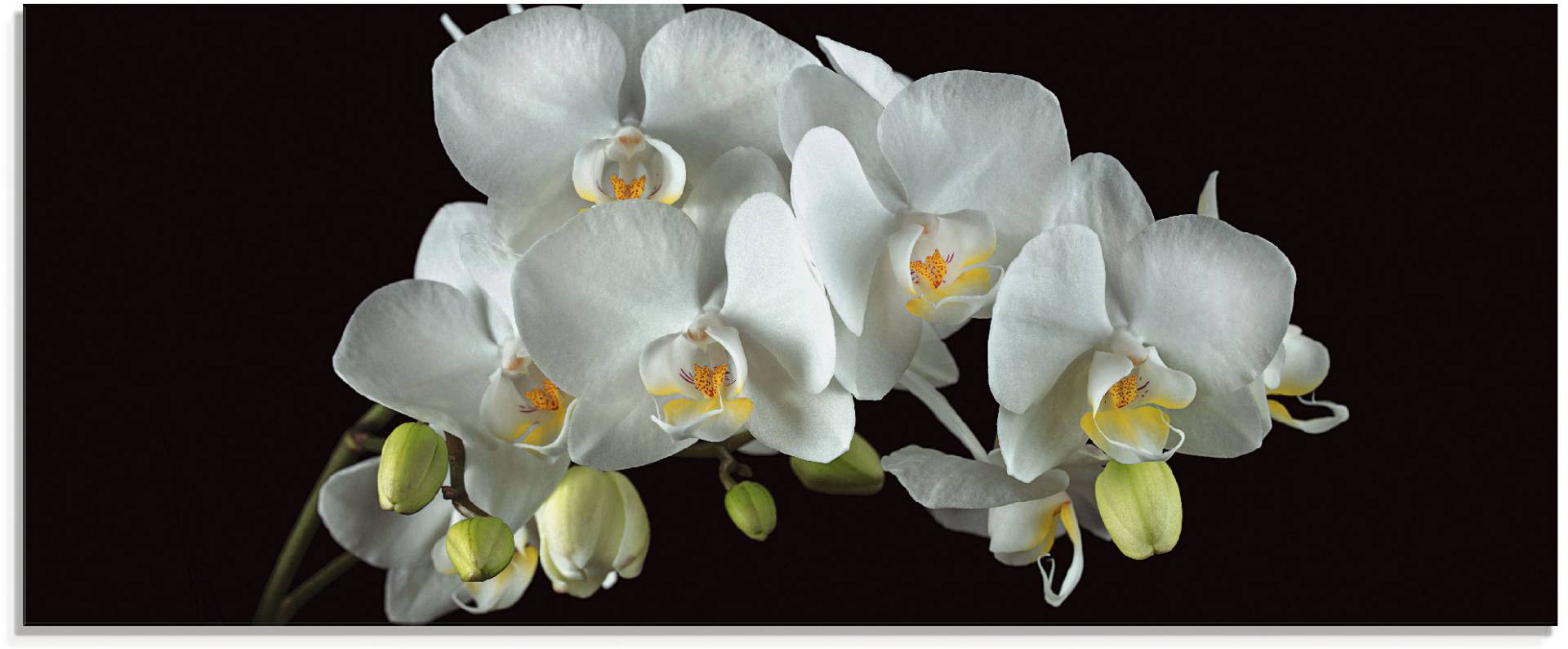 Artland Glasbild »Weisse Orchidee auf schwarzem Hintergrund«, Blumen, (1 St.) von Artland